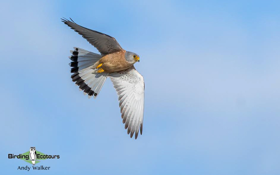 Andalusia birding tour