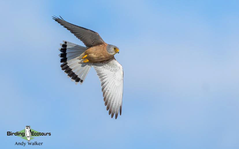 Spain birding tours