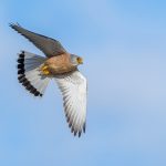 Spain birding tours