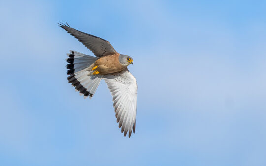 Spain birding tours