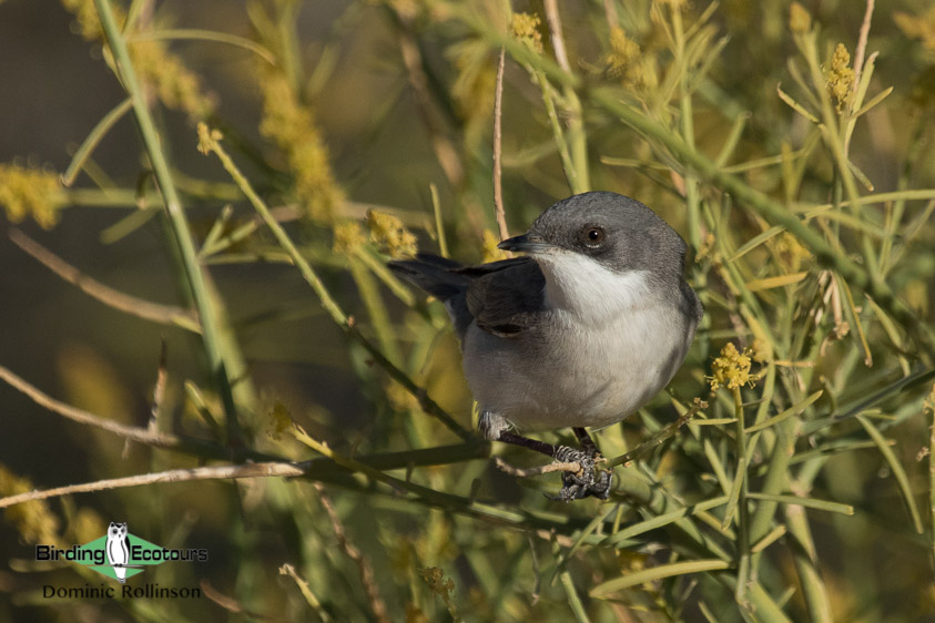 United Kingdom birding tour