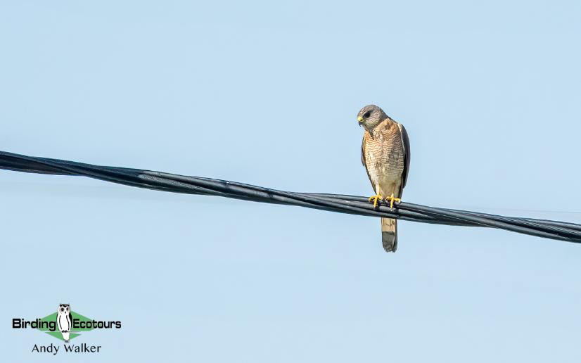 Greece: Lesvos birding tour