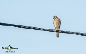 Lesvos birding tours