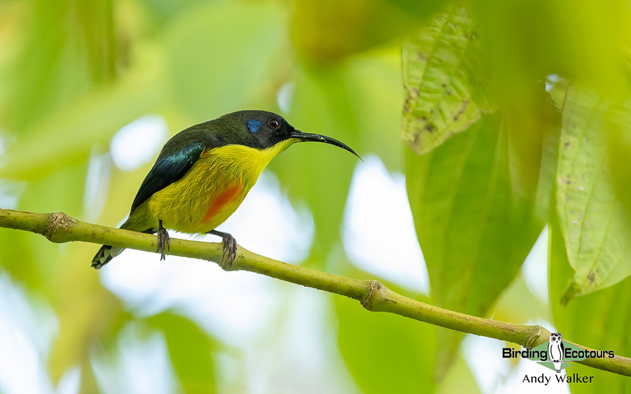 The Philippines Endemic Birding 