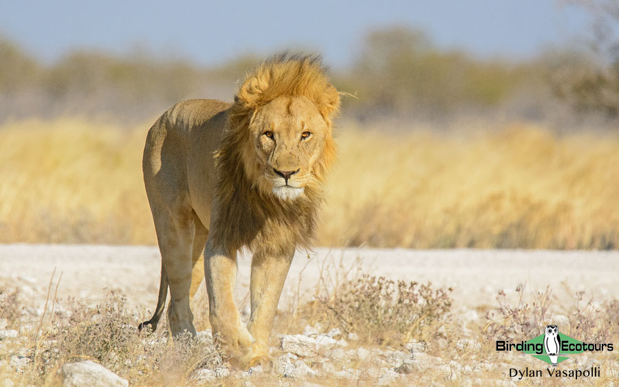 Custom-made Botswana birding tours