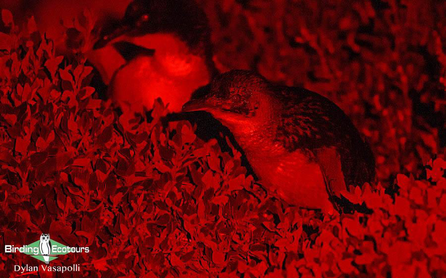 Tasmanian birding tours