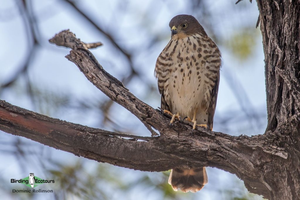 Johannesburg birding tours