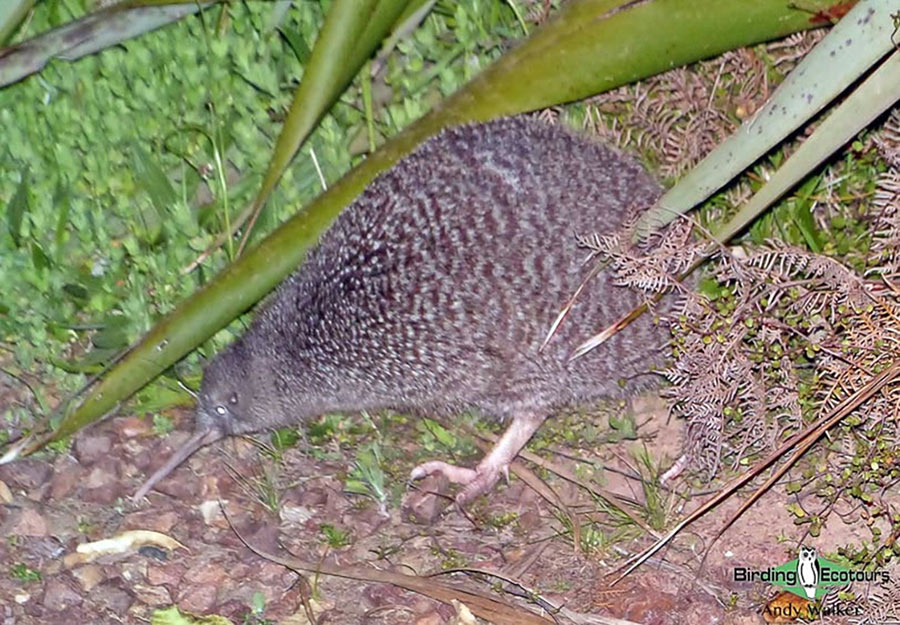 New Zealand Birding Endemic Extravaganza 