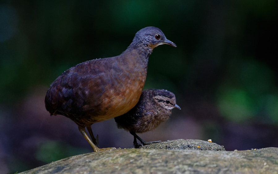 Northern Peru birding tour