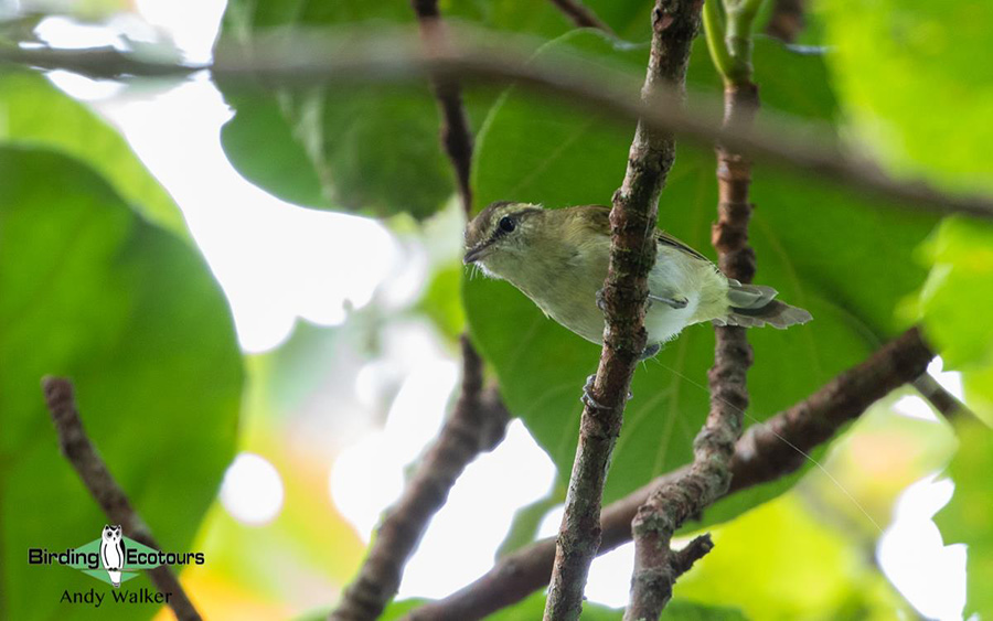 Indonesia: Sulawesi and Halmahera report