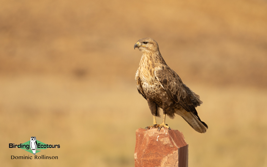 Morocco birding tours