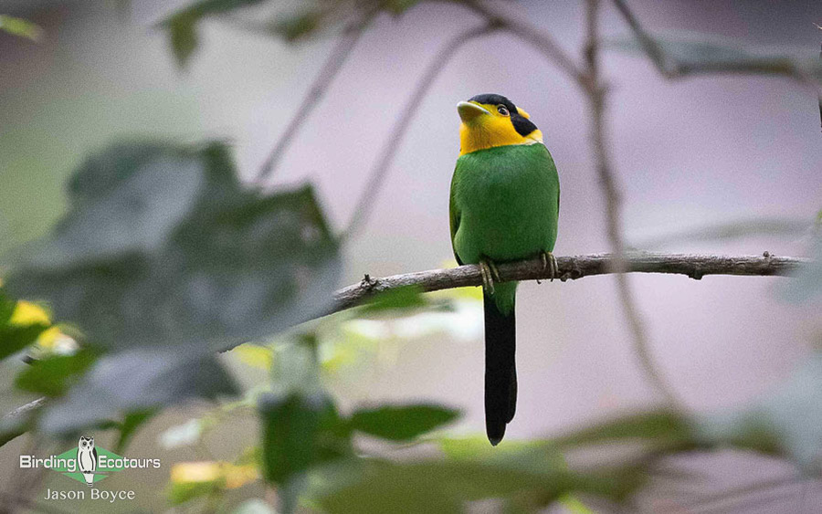 Northern Thailand birding tours