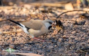 Northern Australia birding tours