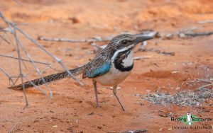 Complete Madagascar birding tour