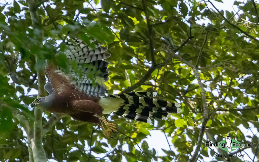 Ghana birding tours