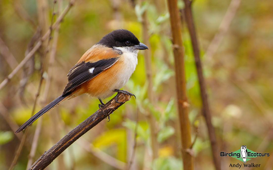 Northern Thailand birding tours