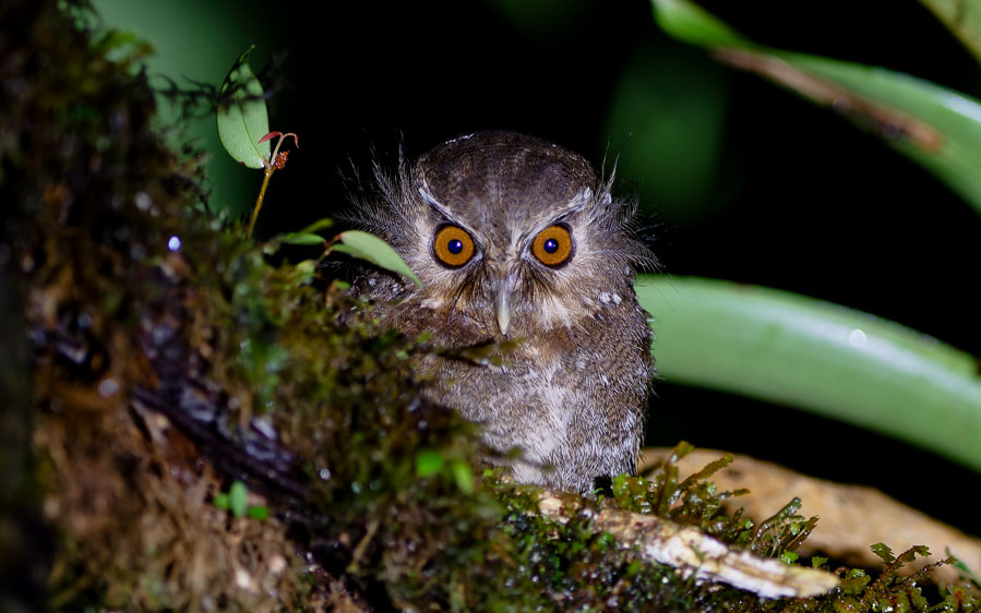 Northern Peru birding tour