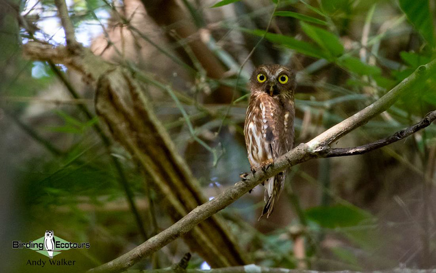 The Philippines Endemic Birding 