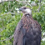 Northwest Madagascar Birding Tours