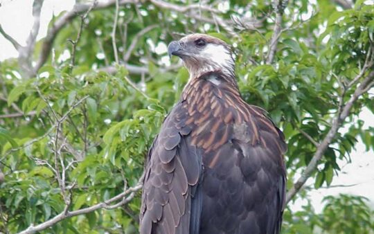 Northwest Madagascar Birding Tours