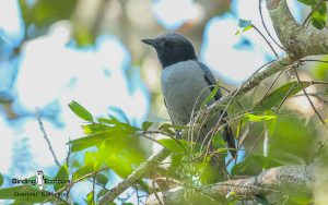 Northwest Madagascar birding tour