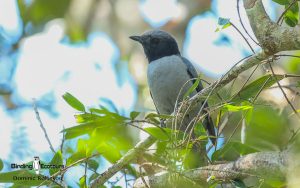 Masoala Peninsula birding tours