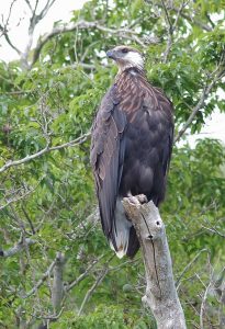 Northwest Madagascar birding tour