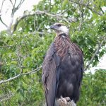 Northwest Madagascar birding tour