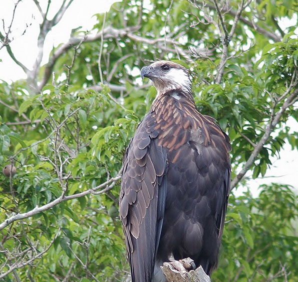 Northwest Madagascar birding tour