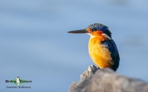 Remote North Madagascar birding tour