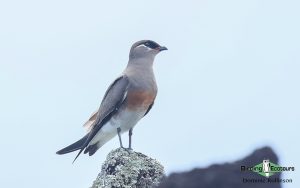 Northwest Madagascar birding tour