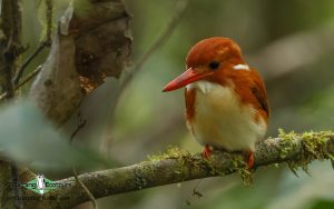 Complete Madagascar birding tour