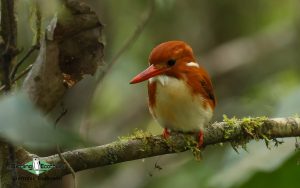 Masoala Peninsula birding tours