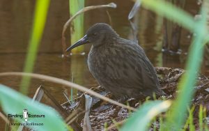 Remote North Madagascar birding tour