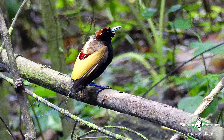 Papua New Guinea birding tours