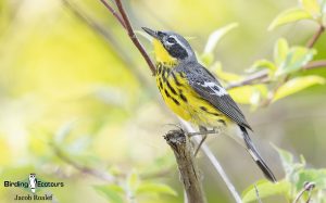 Ohio birding tours