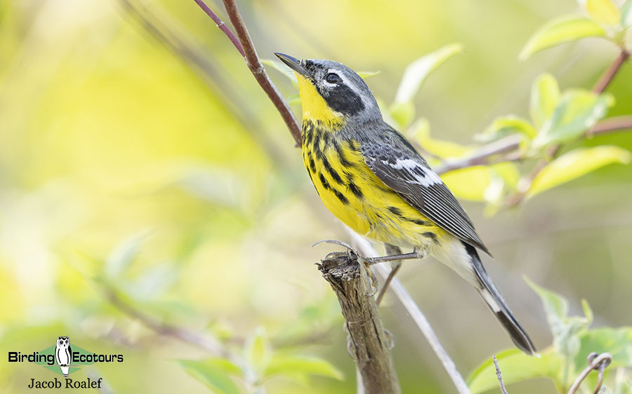 Ohio Birding Tour: Eastern Warblers & Spring Migration Spectacular