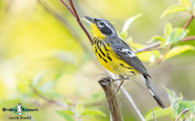 Ohio Spring Migration