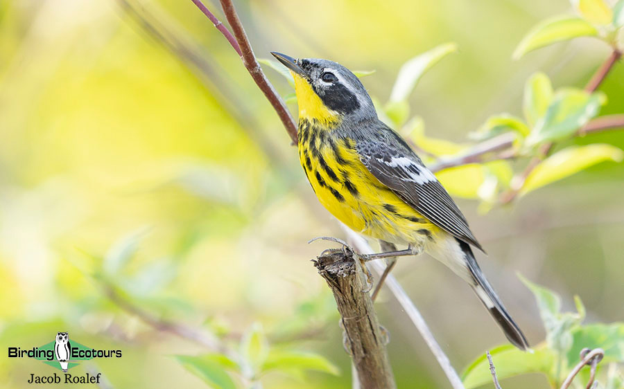 Ohio Spring Migration