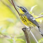 Ohio Spring Migration