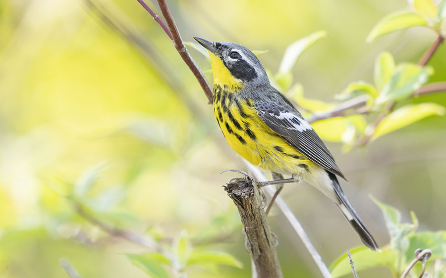 Ohio Spring Migration