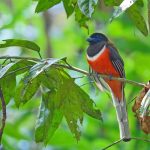 Western Ghats birding tour