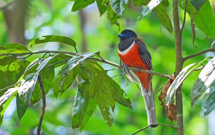 Western Ghats birding tour
