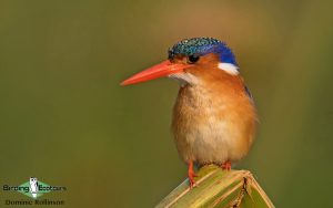 Custom-made Botswana birding tours