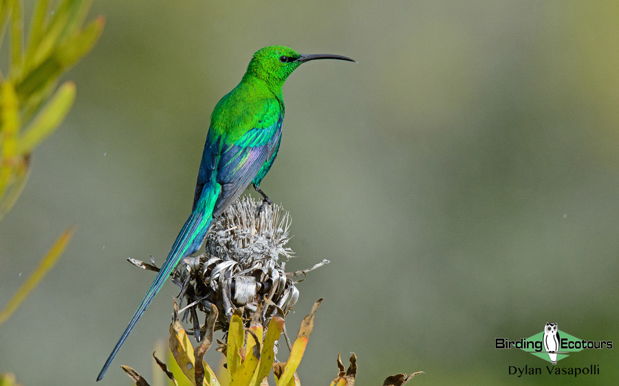 Johannesburg botanical gardens birding tour