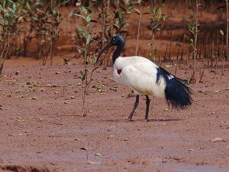 Remote North Madagascar birding tour