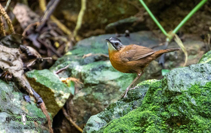 Southern Thailand birding tours