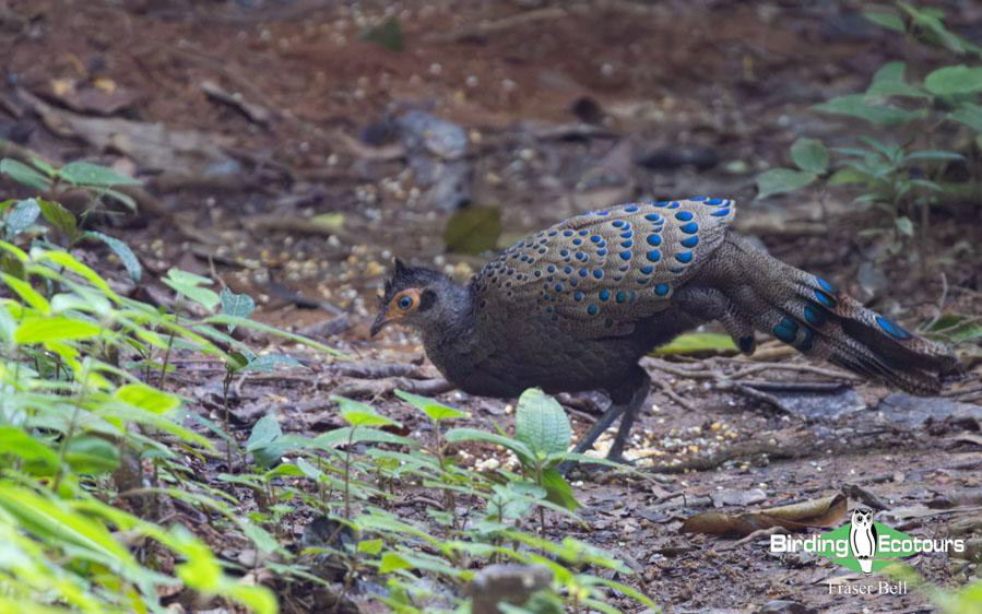 Malaysia birding tours