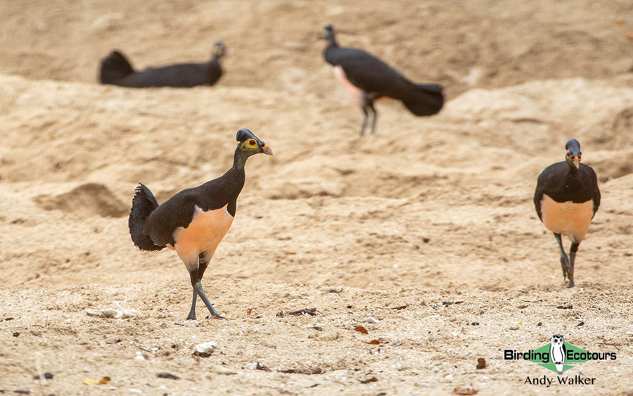 Sulawesi and Halmahera birding tours