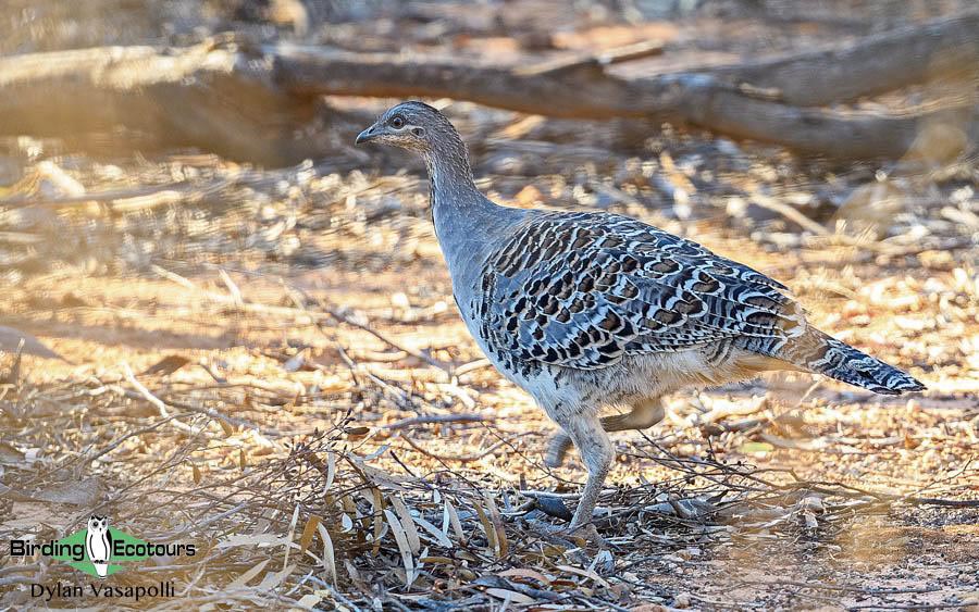 Outback birding tours